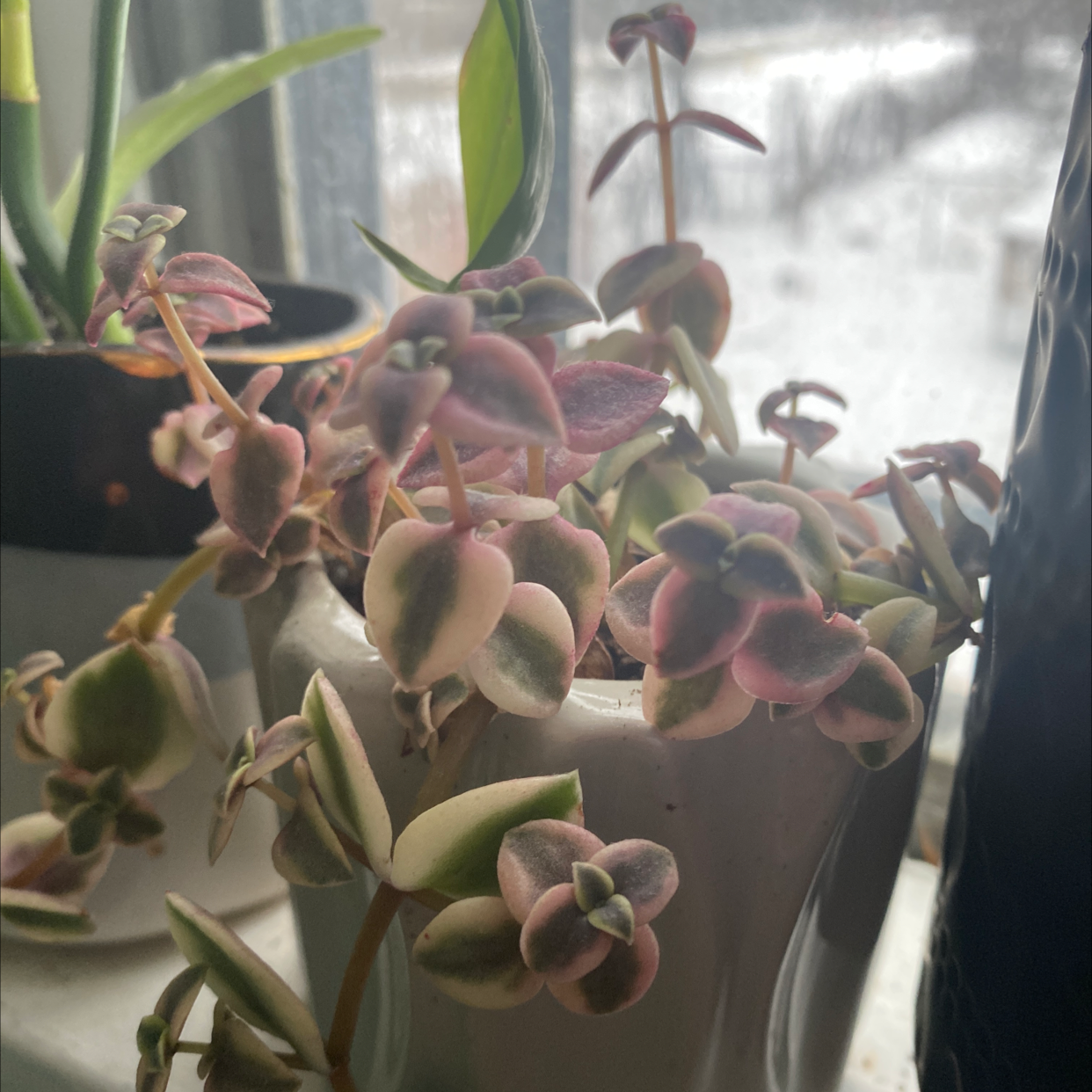 Healthy Crassula Pellucida succulent plant with vibrant purple and green heart-shaped leaves, potted in small white ceramic pot on sunny windowsill.