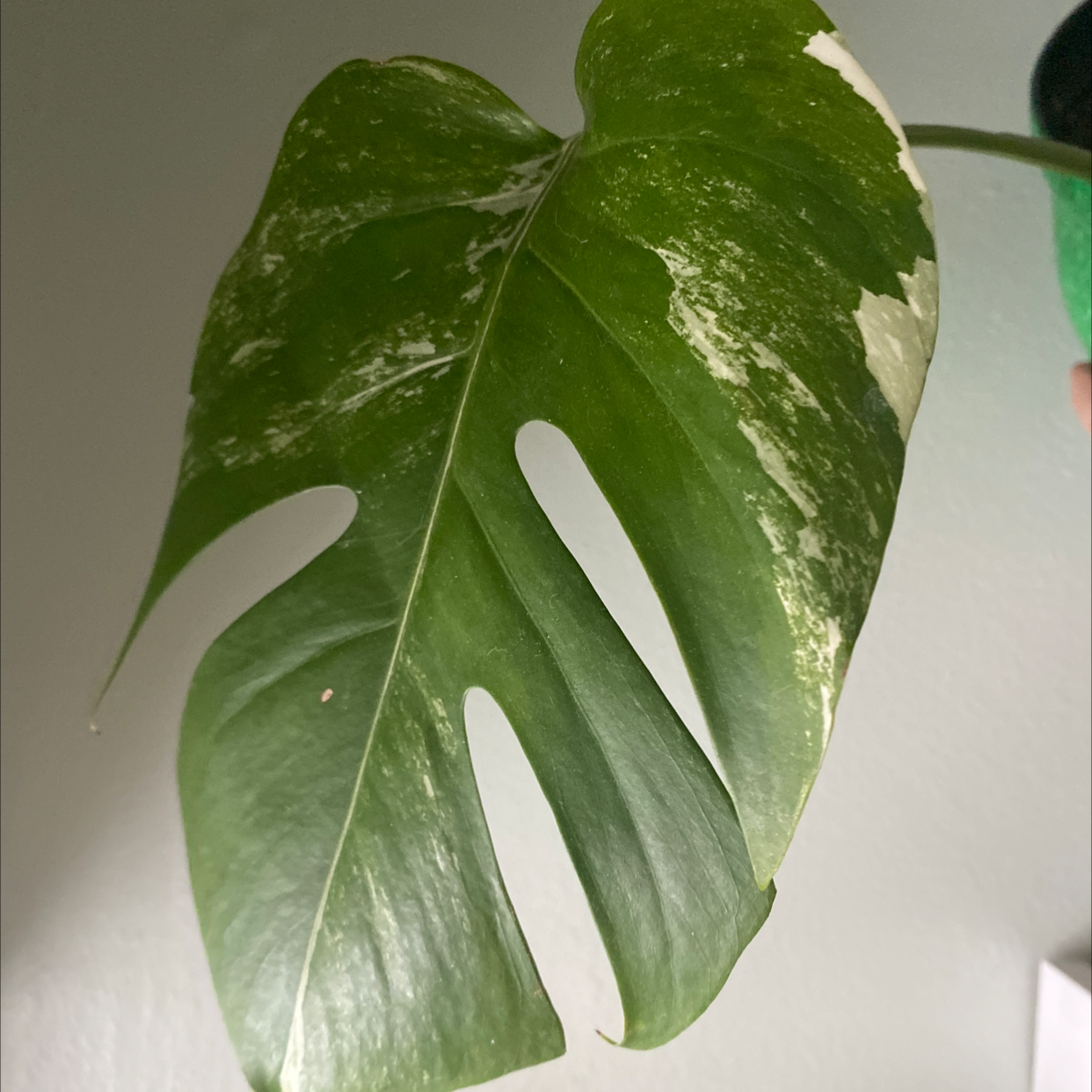 Close-up of a Monstera 'Albo' leaf with variegation, held by a hand.