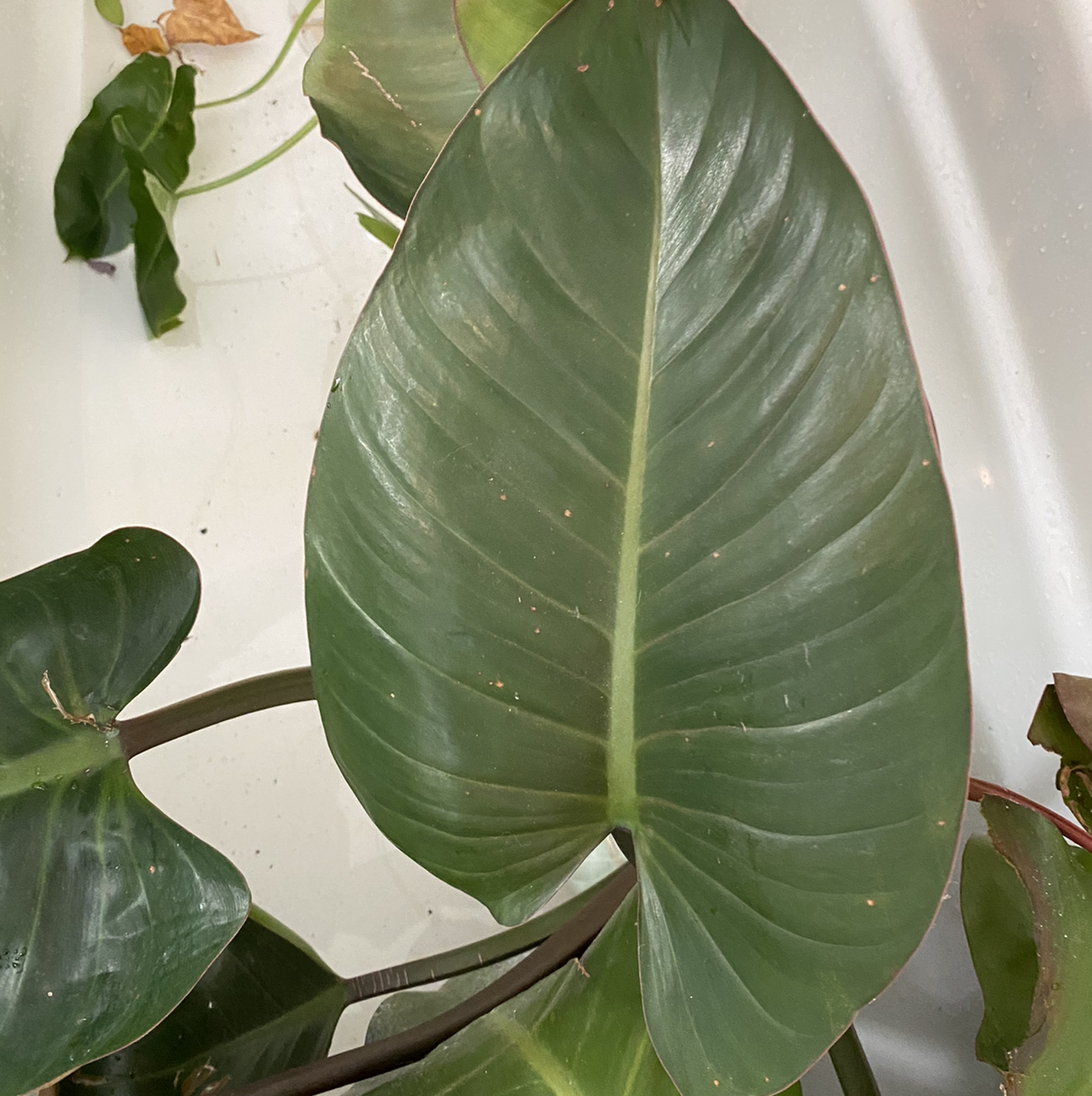 Philodendron 'Red Congo' with large, glossy green leaves in good health.