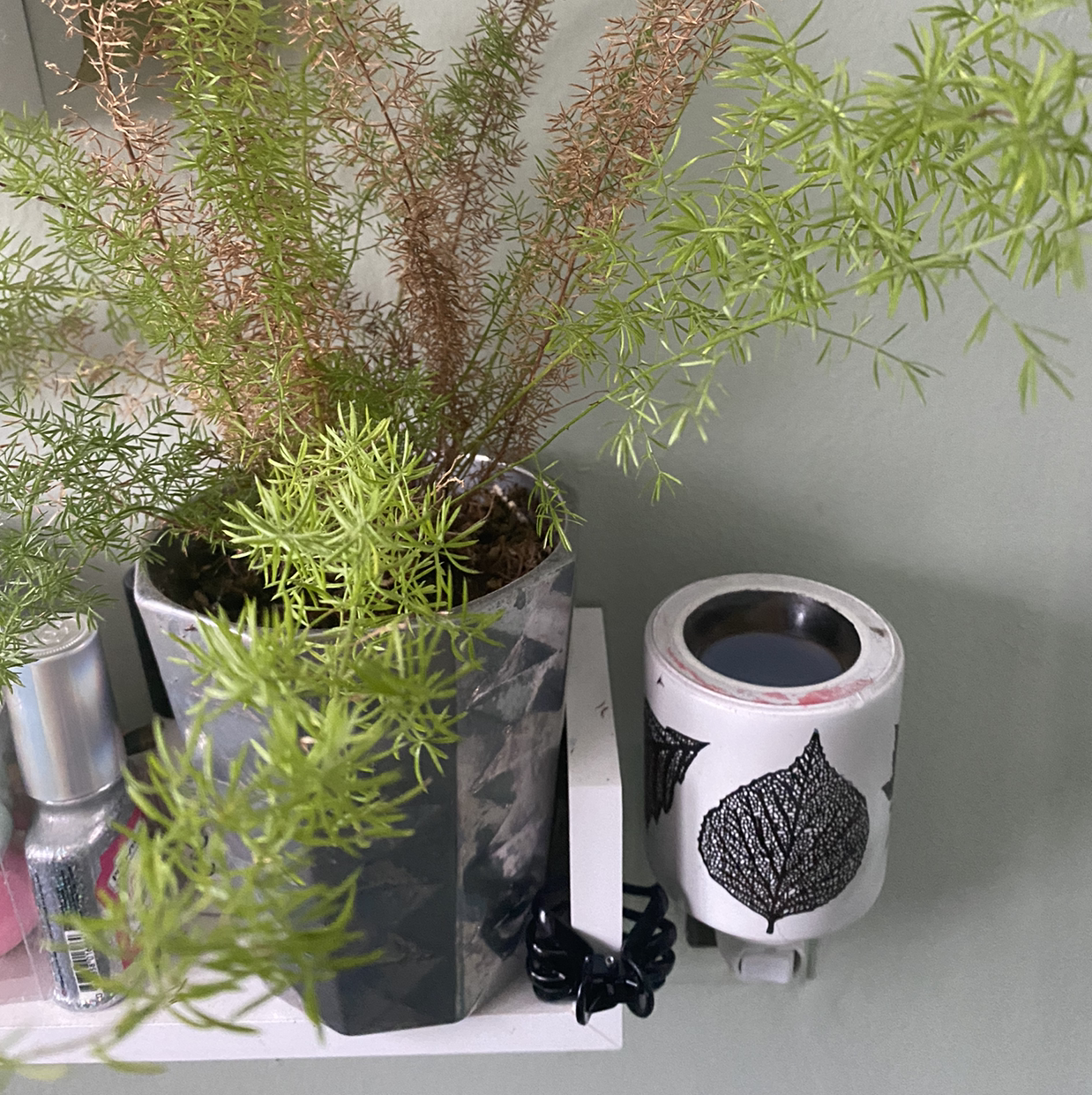 Healthy plume asparagus plant with vibrant green foliage, potted in black container alongside other plants on white surface.