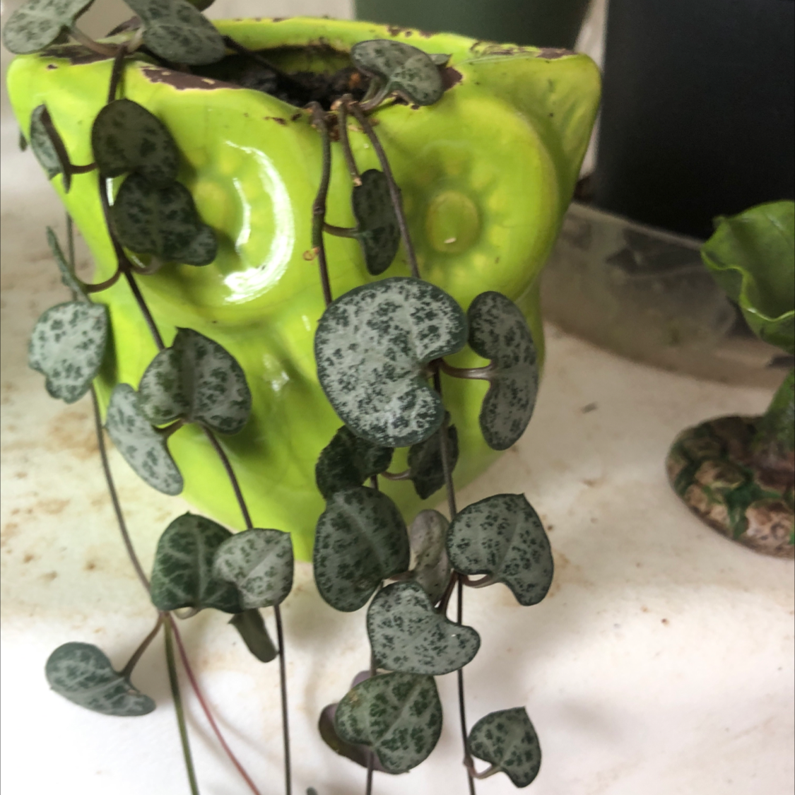 Healthy, mature Chain of Hearts plant with trailing vines of dark green and silver variegated heart-shaped leaves in a green ceramic pot.