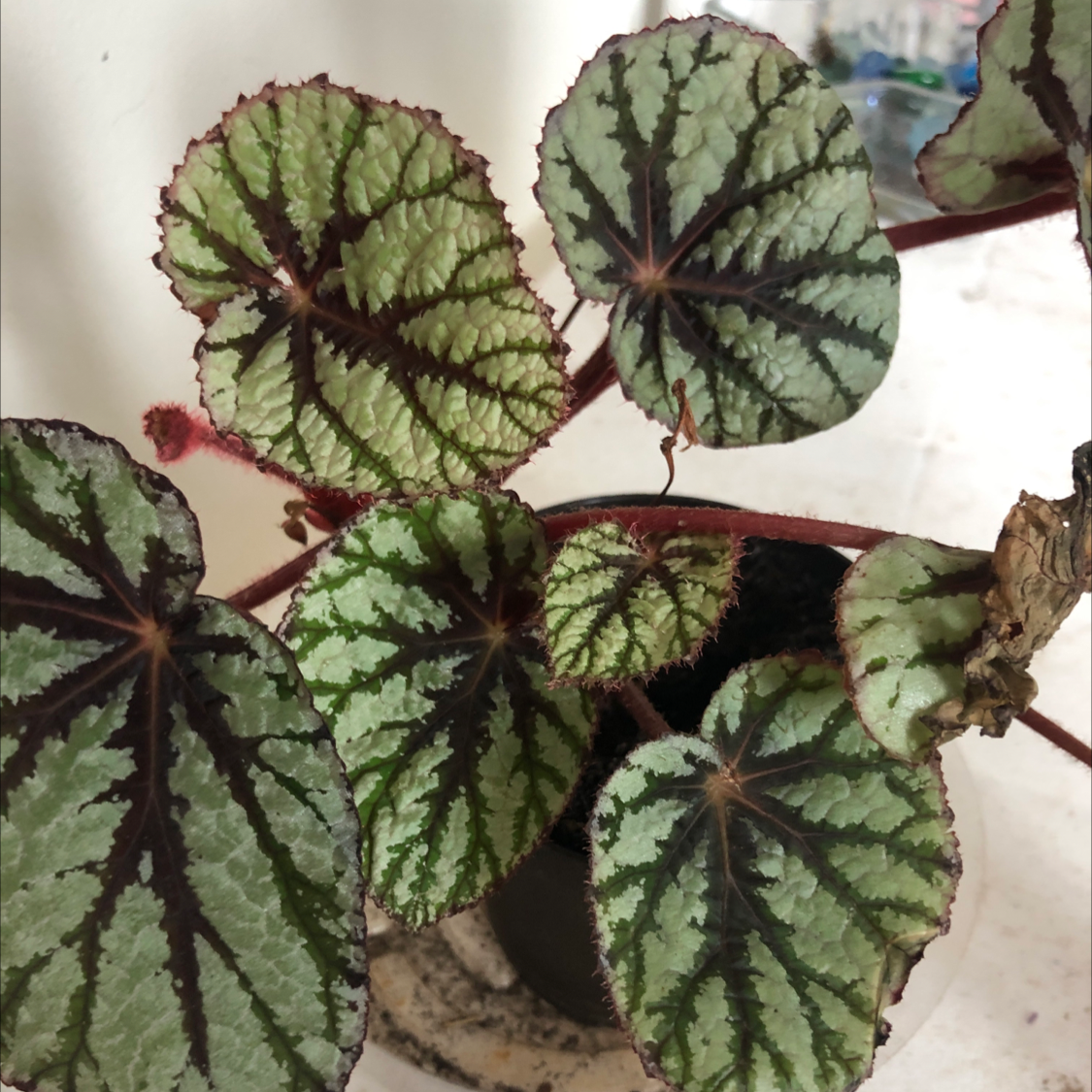 Rex Begonia Vine with patterned leaves, well-framed and centered.