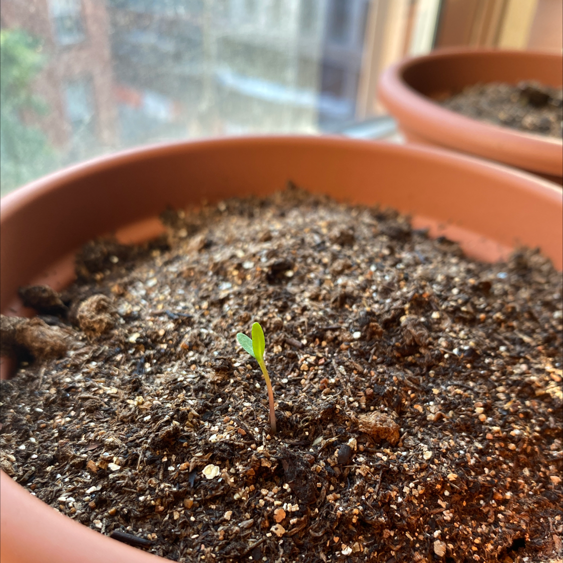 Photo of the plant species African Marigold by Daniel named Aria on Greg, the plant care app