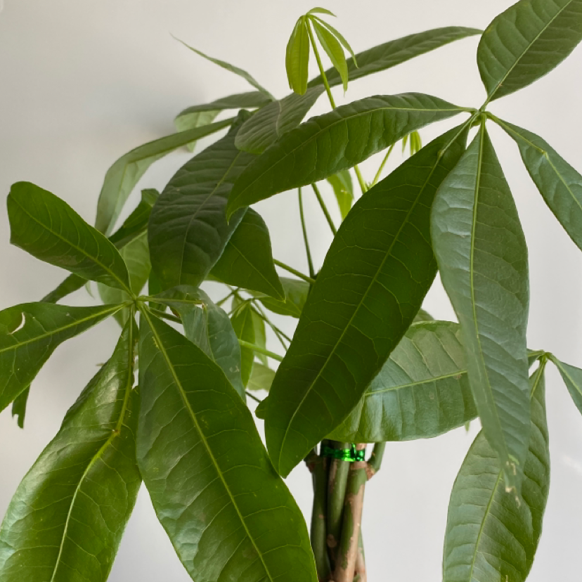 Money Tree plant photo by @chesww named Eva on Greg, the plant care app.