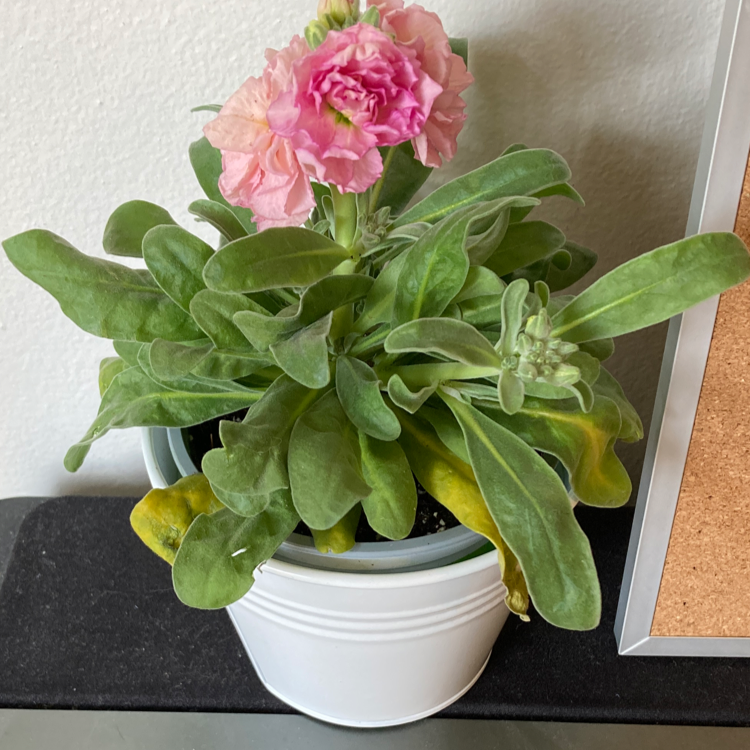 Brompton Stock plant in a white pot with green leaves, some yellowing, and a pink flower.