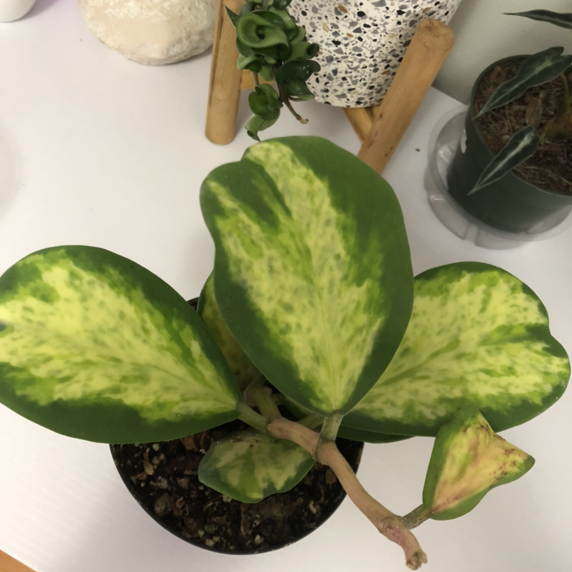 Sweetheart Hoya plant with heart-shaped variegated leaves in a pot with visible soil.