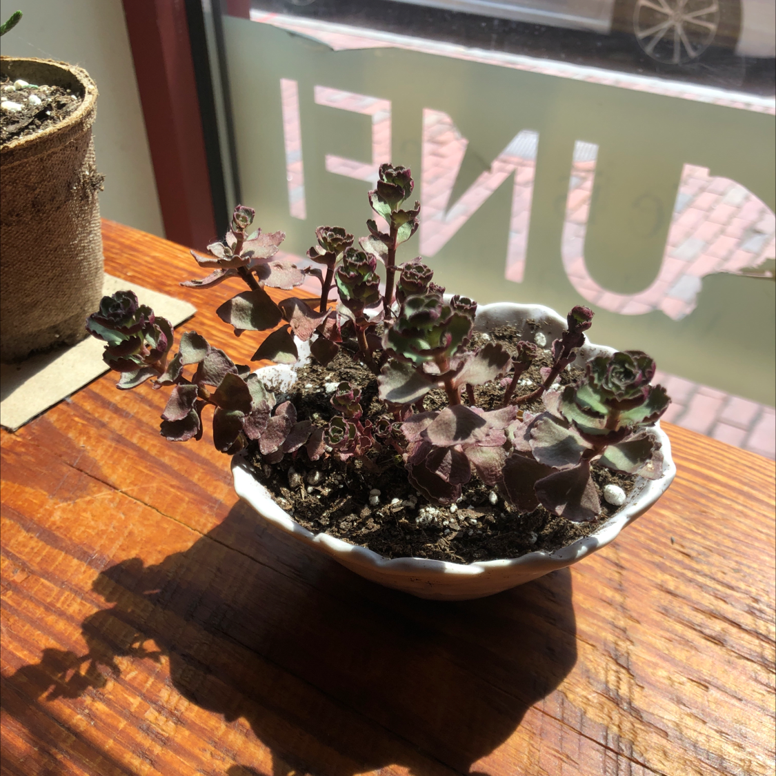 Two-Row Stonecrop succulent in a small pot on a wooden surface with natural lighting.