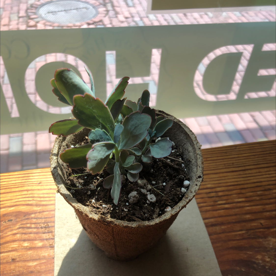 Photo of the plant species Lavender Scallops by @pappylad named Richie on Greg, the plant care app