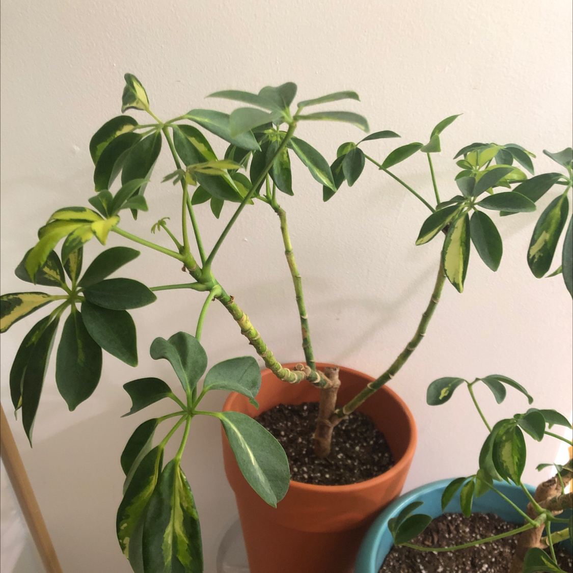 Healthy Dwarf Umbrella Tree in a terracotta pot, with glossy green umbrella-shaped leaves and no signs of disease or stress.