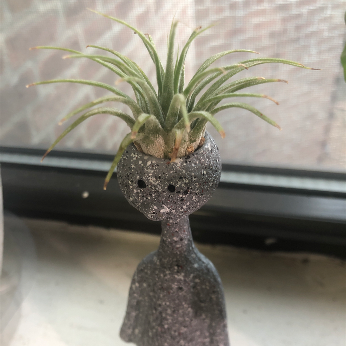 Photo of the plant species Fishbone Air Plant by @pappylad named Ozymandius on Greg, the plant care app