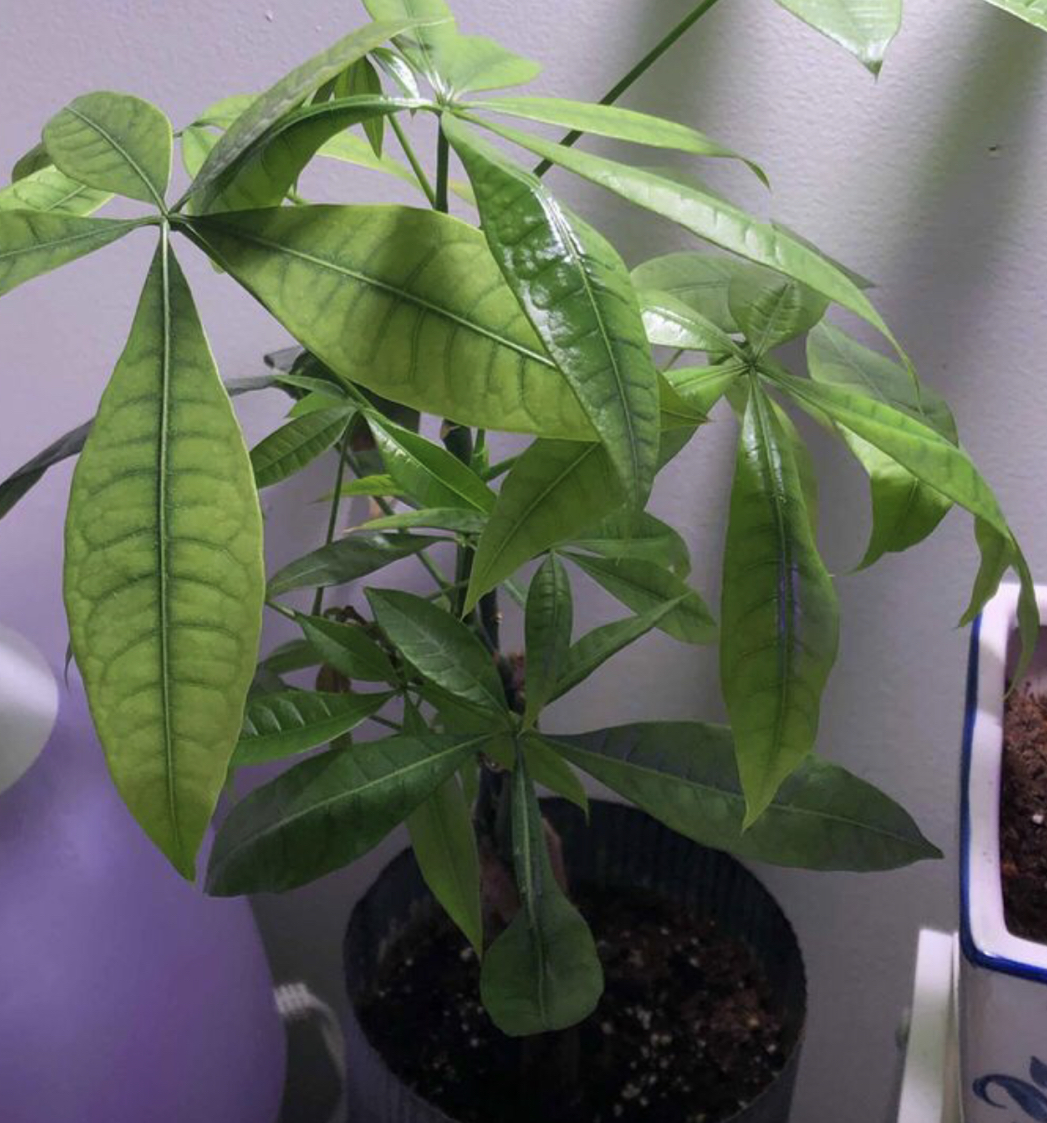 A healthy, vibrant Money Tree plant with lush green palmate leaves and a braided trunk, potted in a black container.