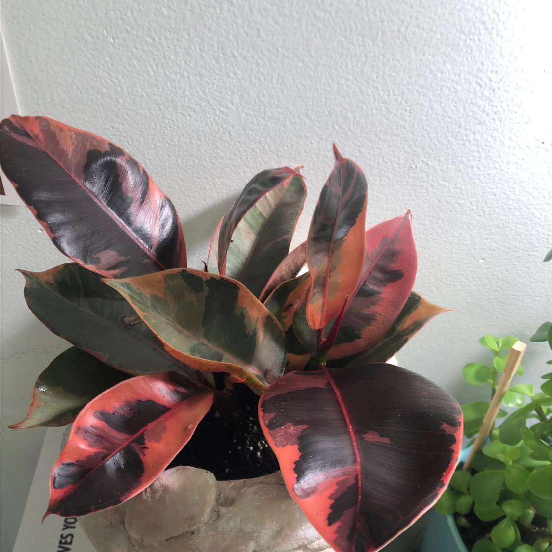 Close-up of a thriving rubber plant with vibrant red and green variegated leaves, well-framed against a white background.