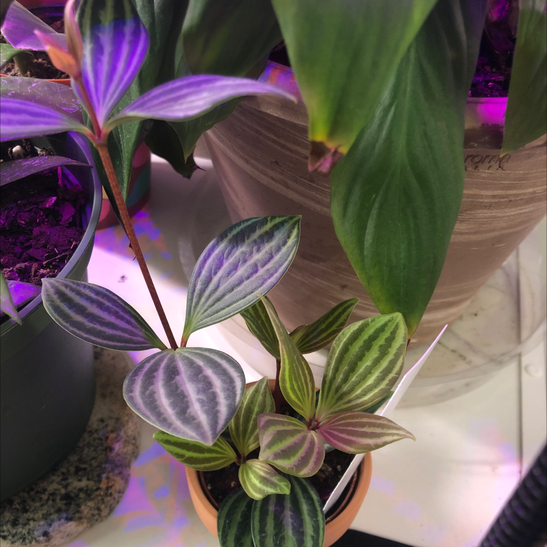 Jewel Orchid plant with striped leaves in a pot, soil visible.