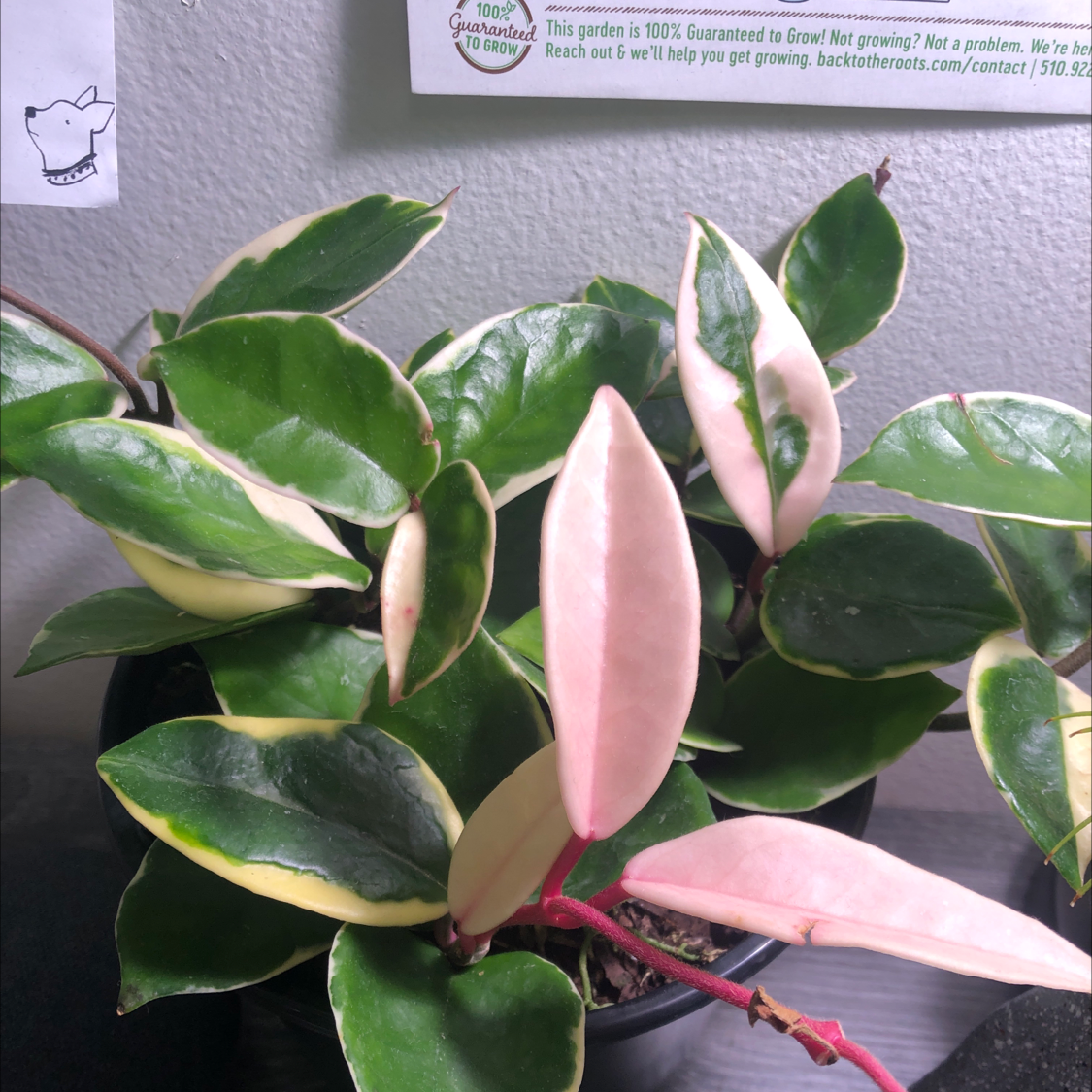 Close-up of a healthy, blooming waxplant with thick waxy leaves and large pink star-shaped flowers. Plant appears mature and thriving.