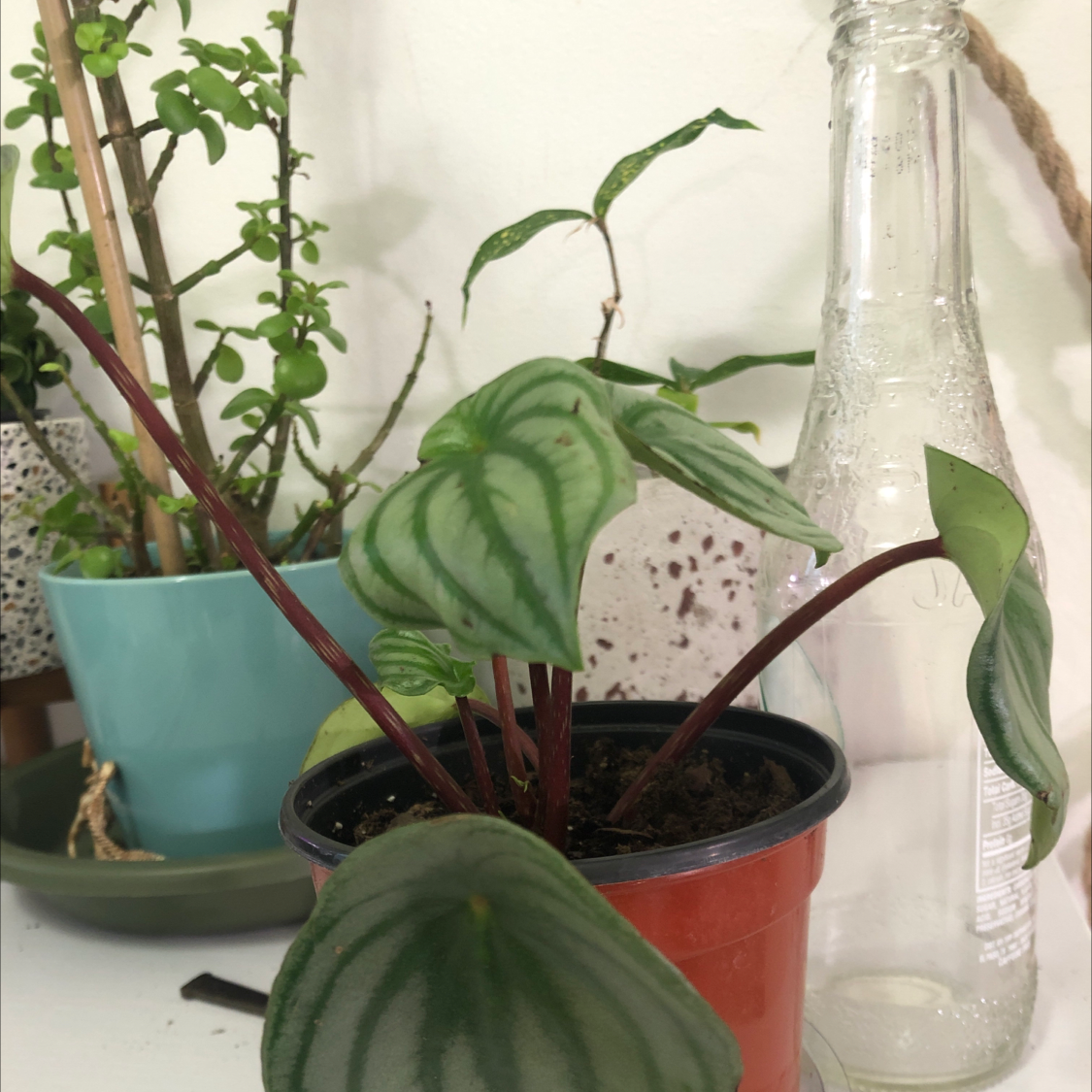 Emerald Ripple Peperomia plant in a pot with distinctively patterned leaves, indoors.