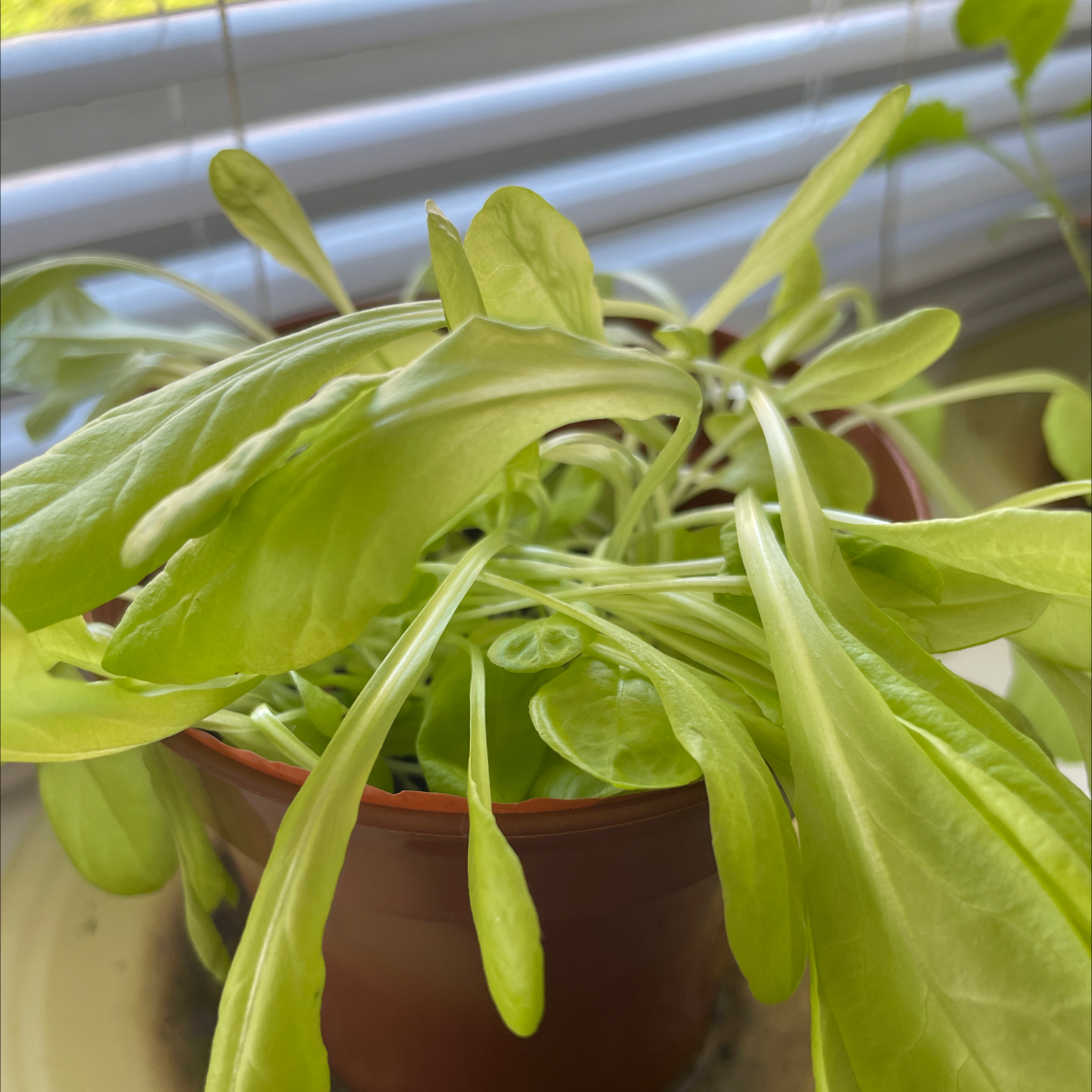 Photo of the plant species Narrowleaf Miner's Lettuce by @Jstutty named Letti on Greg, the plant care app