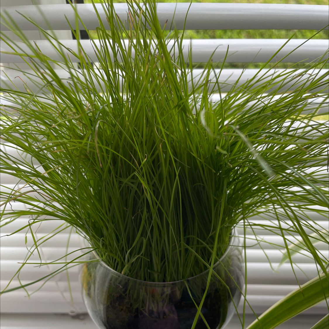 Healthy Orchard Grass in a glass container with vibrant green blades.