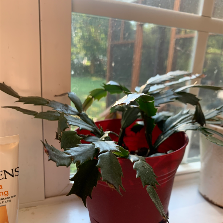 False Christmas Cactus plant photo by @Momfrancis named Sonora on Greg, the plant care app.
