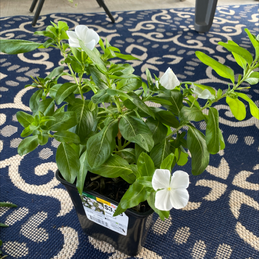 Bright Eyes plant with green leaves and white flowers in a black pot on a patterned surface.