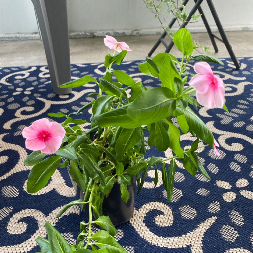 Bright Eyes plant with green leaves and pink flowers on a patterned rug.