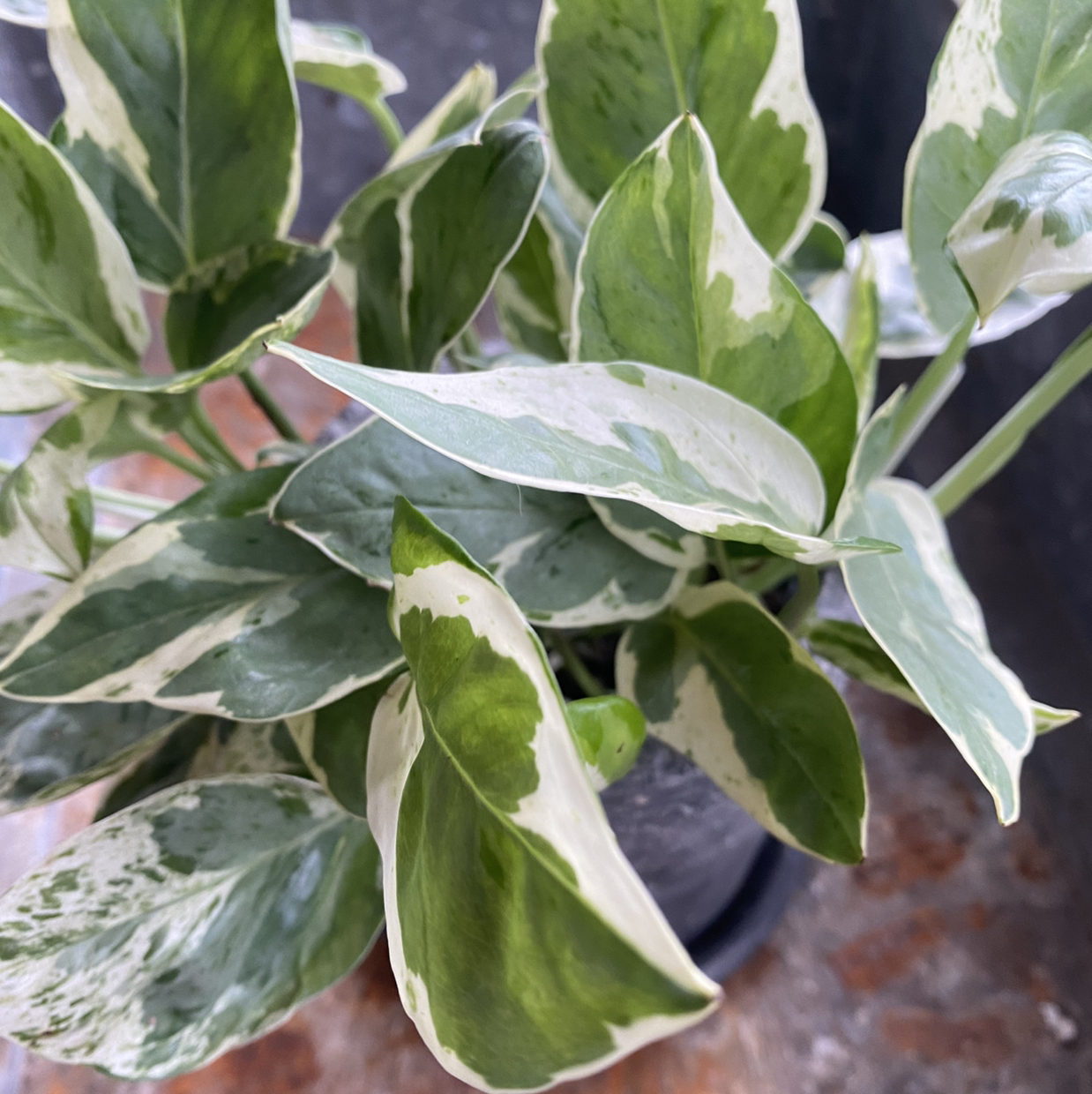 Pothos N' Joy plant with variegated green and white leaves, appearing healthy.