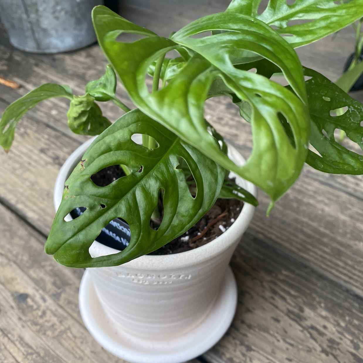 Swiss Cheese Vine plant photo by @MaynellsJungle named Swiss on Greg, the plant care app.
