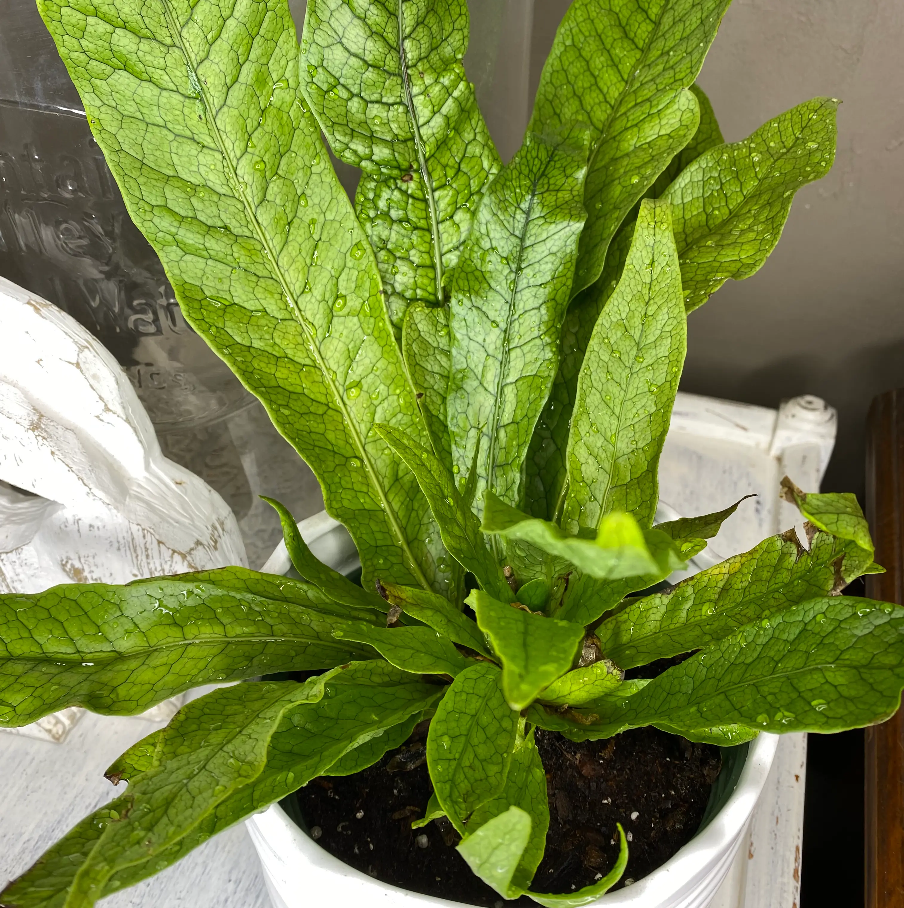 Crocodile Fern in a white pot with vibrant green leaves and distinctive texture.