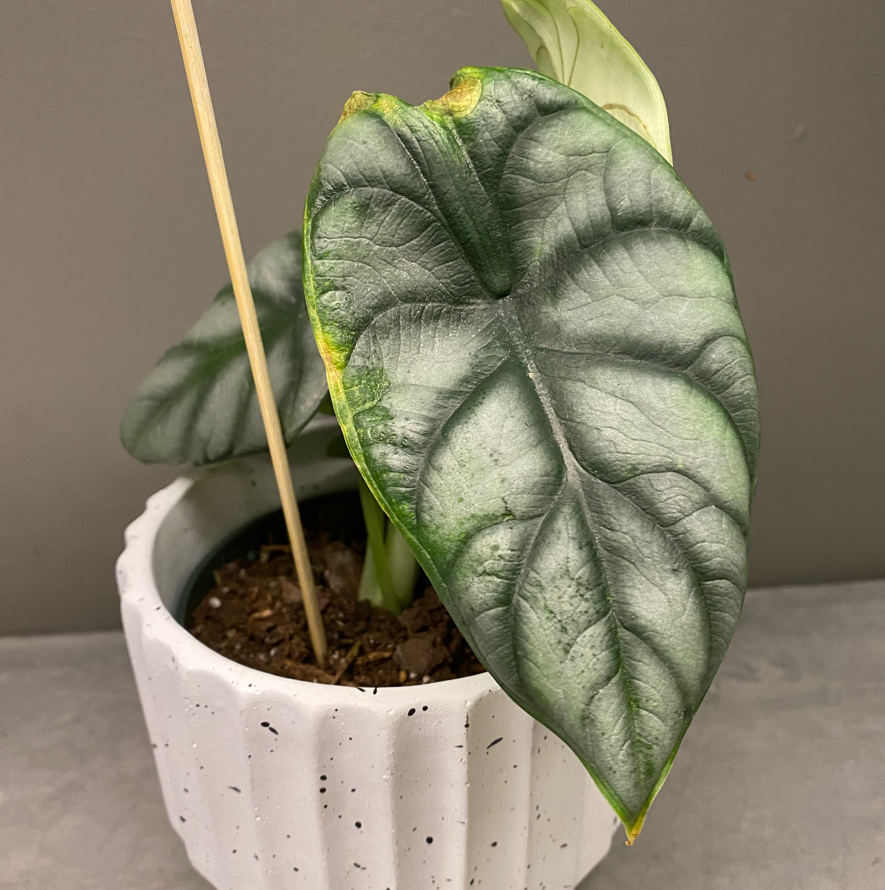 Alocasia 'Dragon Scale' plant in a white pot with some yellowing on leaf edges.