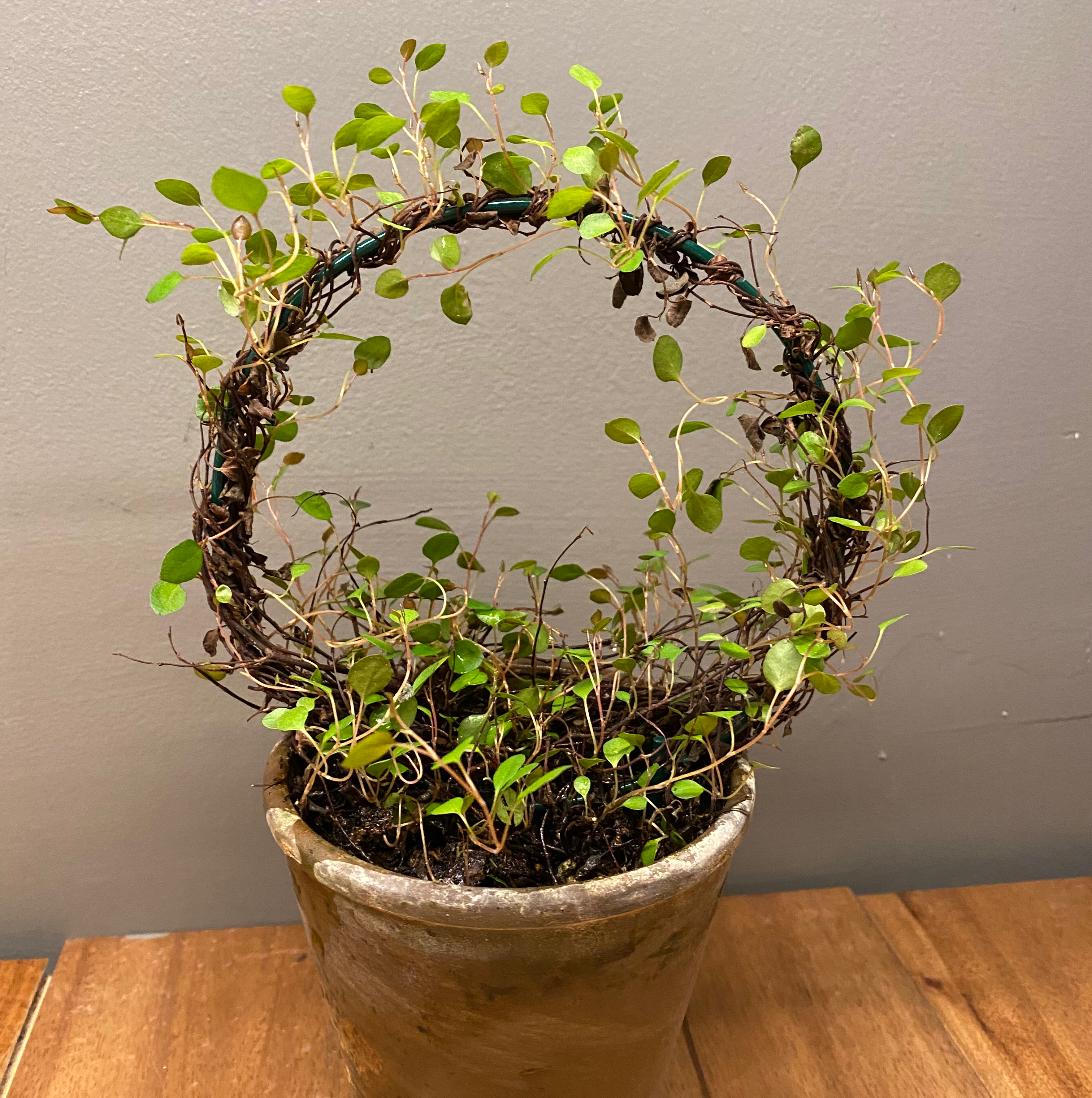 Healthy vining Peperomia plant with vibrant green leaves cascading over the sides of a small ceramic pot.