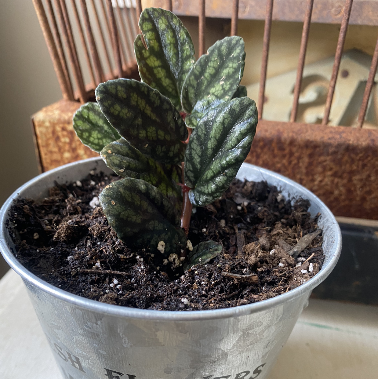 Waffle Plant in a small pot with visible soil and patterned dark green leaves.