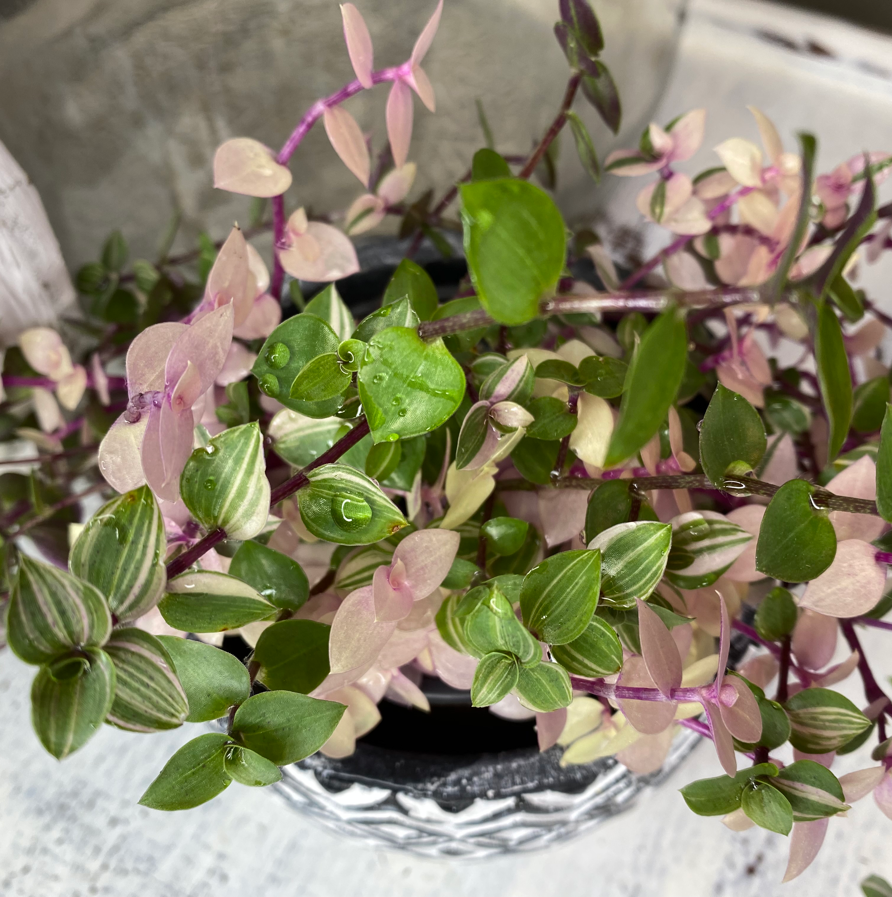 A healthy potted Creeping Inch Plant with trailing stems and small oval leaves in shades of green, pink and purple.