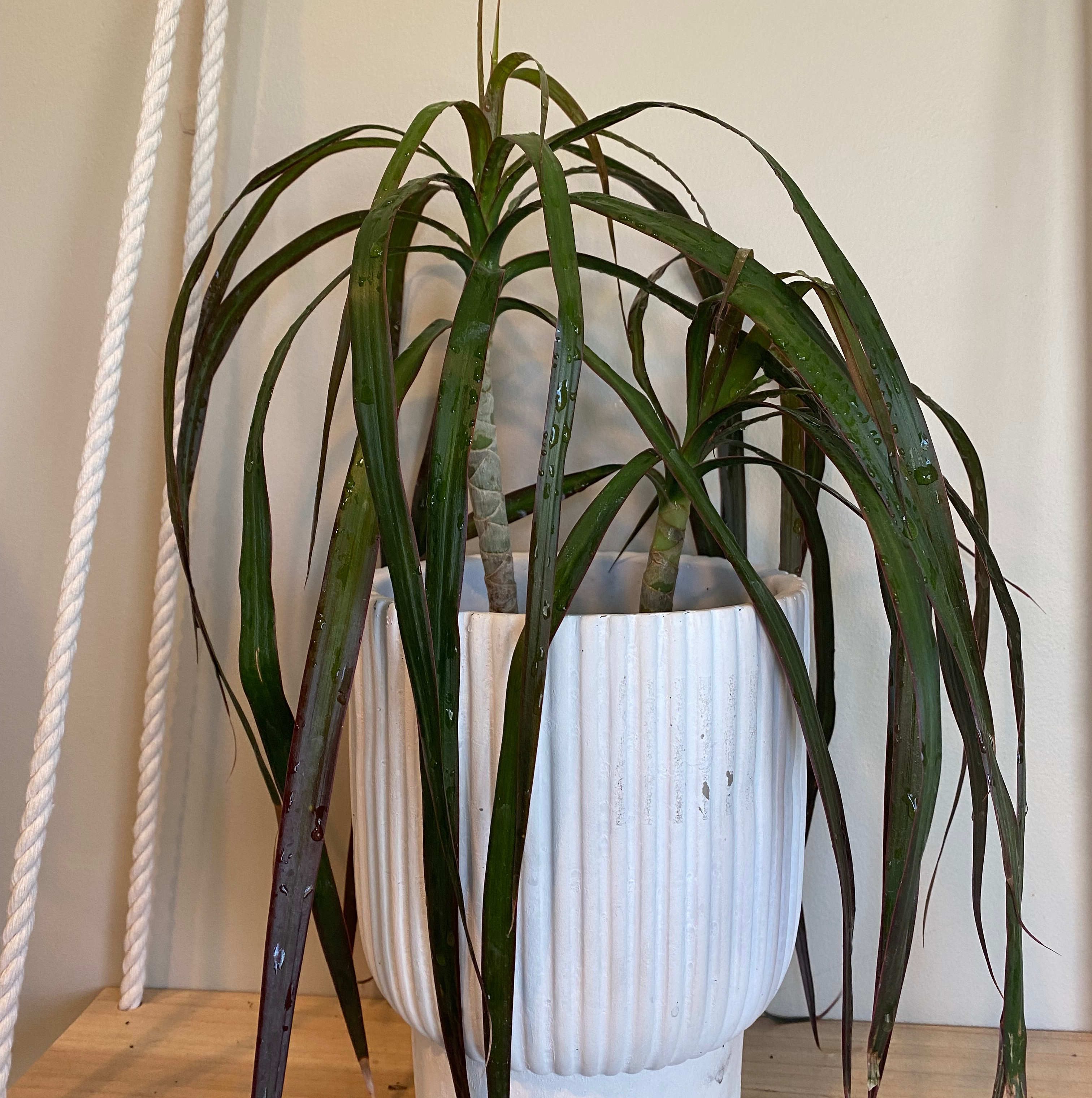 Healthy Song of India plant with long variegated green and cream leaves in a white ceramic pot.