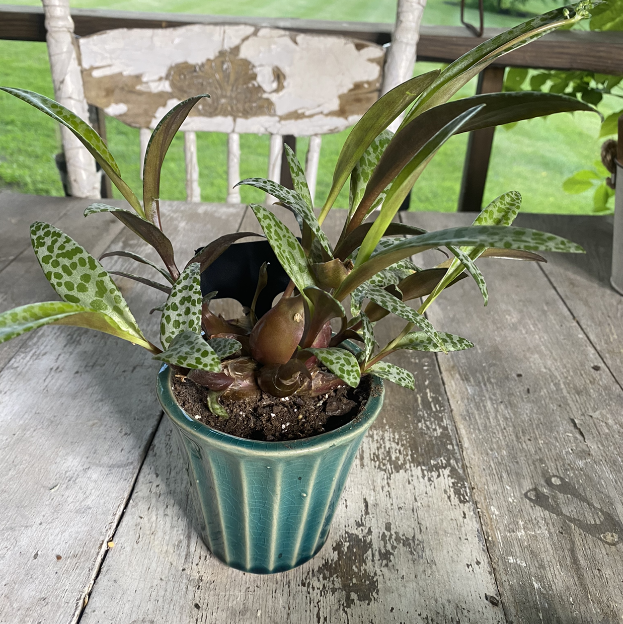 Potted Silver Squill plant with spotted leaves in a blue pot on a wooden surface.