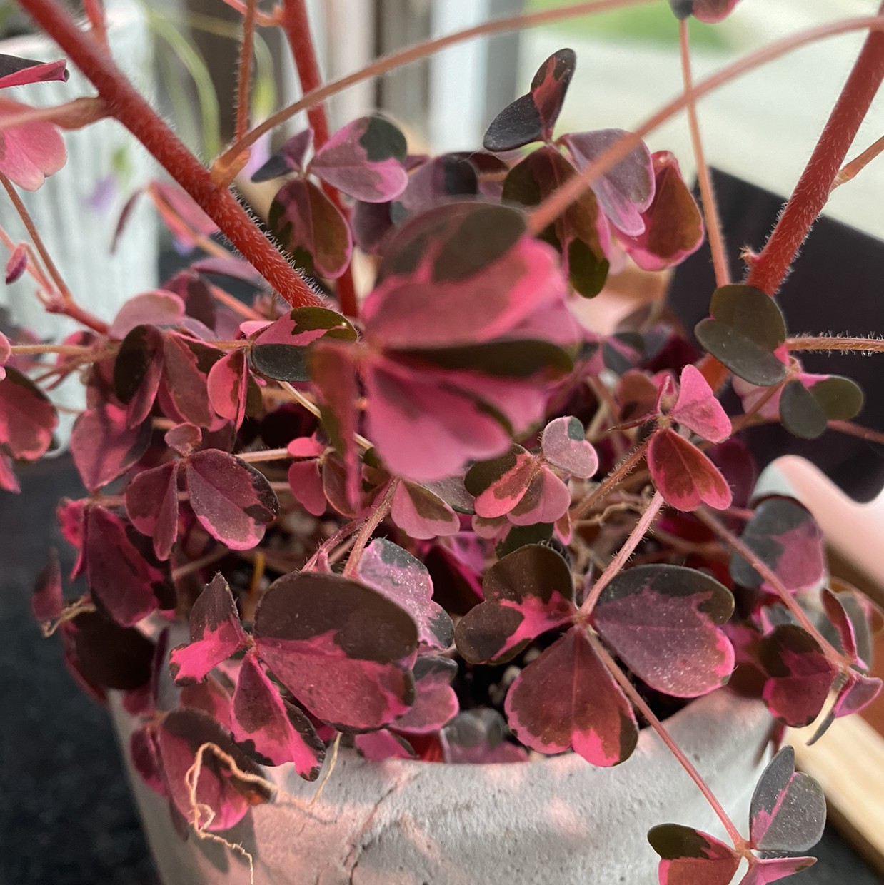 Photo of the plant species Oxalis 'Plum Crazy' by @MaynellsJungle named Plum crazy on Greg, the plant care app