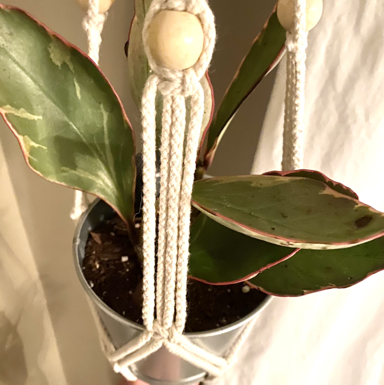 Peperomia 'Ginny' plant in a hanging pot with healthy variegated leaves.