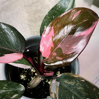 Blushing Philodendron plant in Peebles, Ohio