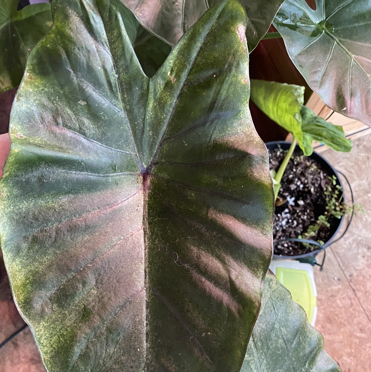 Close-up of a Taro plant leaf with visible yellowing and browning. The plant is potted, and the soil is visible.