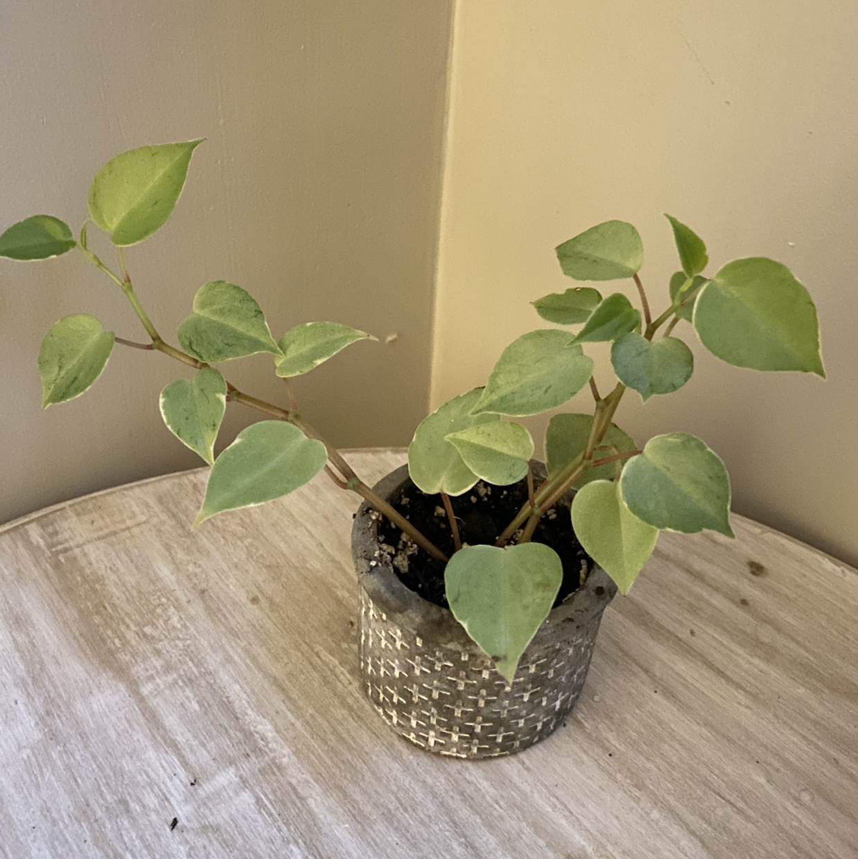 Healthy vining peperomia plant with vibrant green heart-shaped leaves in a silver decorative pot, well-framed against plain background.