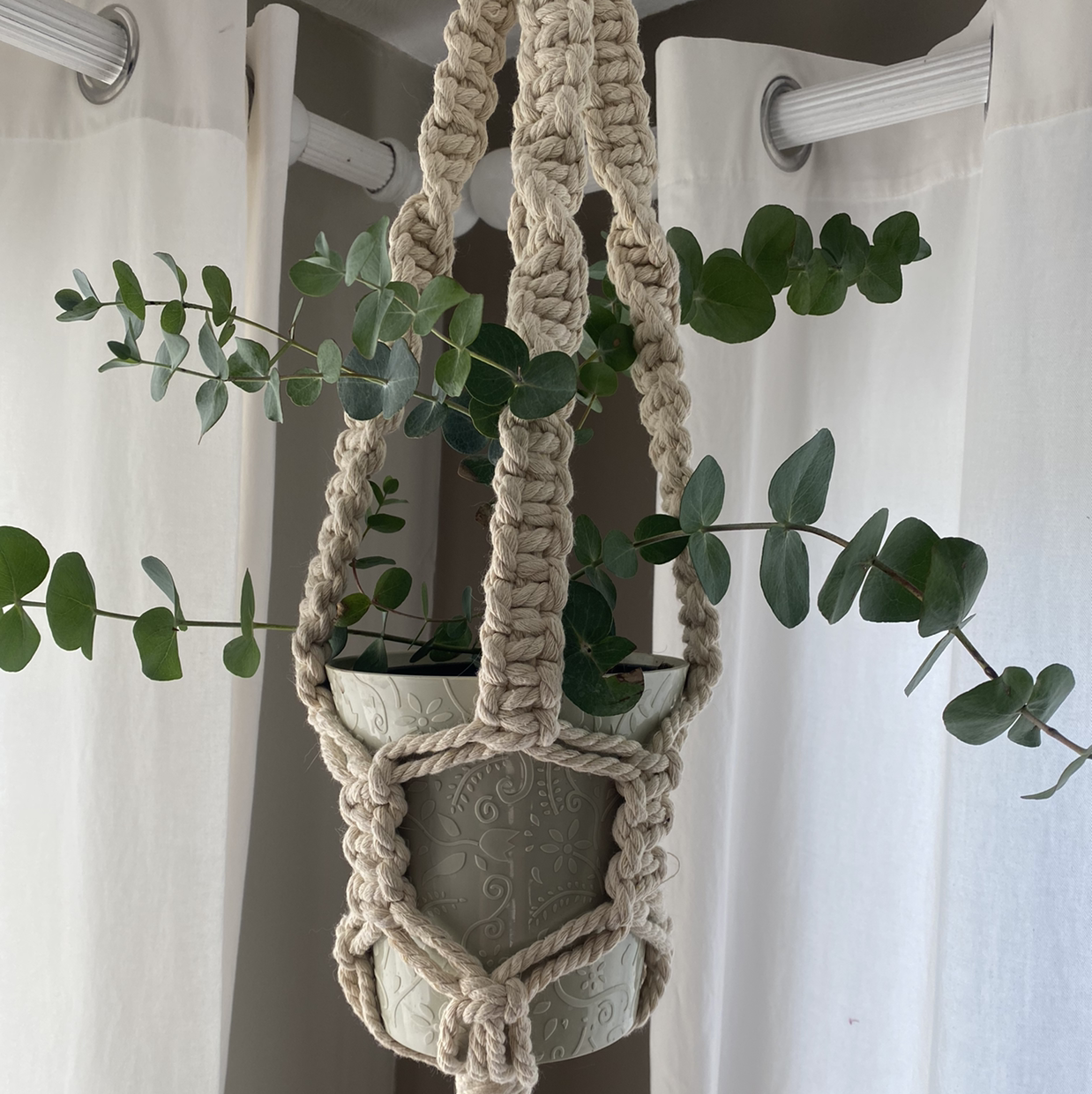 Photo of the plant species Florist Silver Dollar by @MaynellsJungle named Eucalyptus￼ on Greg, the plant care app