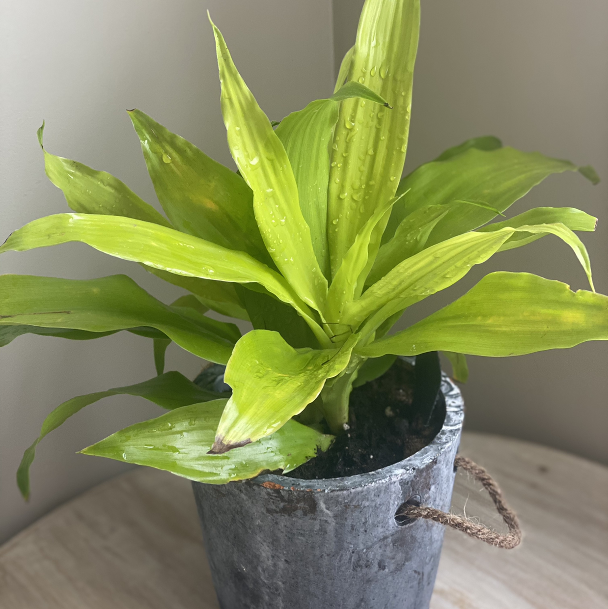 Dracaena 'Lemon Lime' plant in a pot with slight browning at leaf tips.