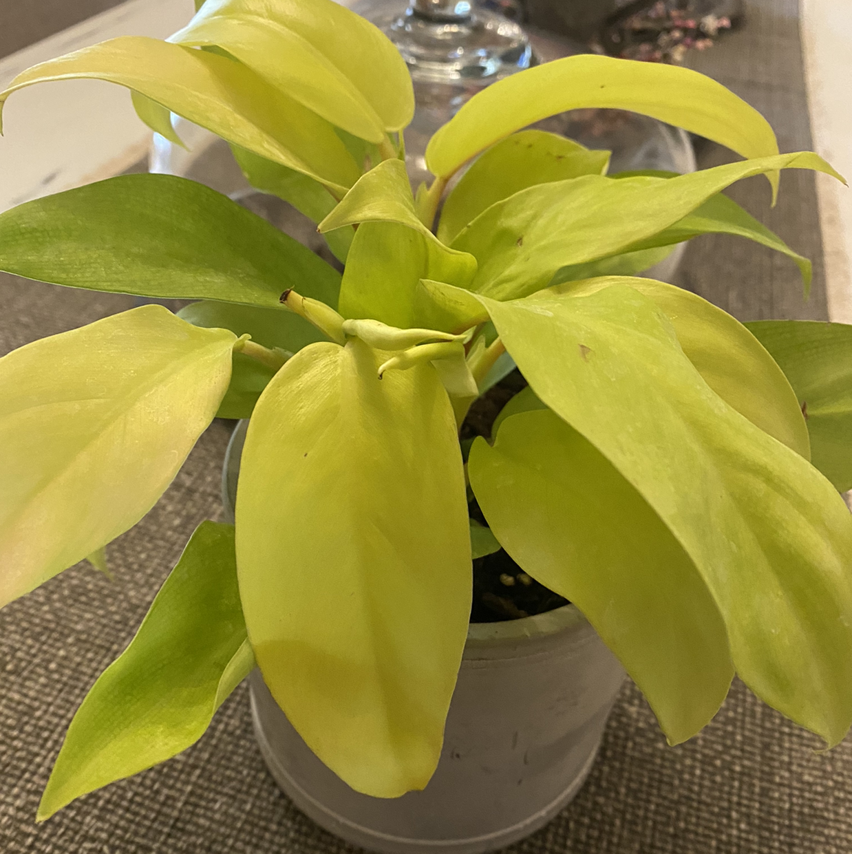 Philodendron Lemon Lime plant with vibrant yellow-green leaves in a pot.