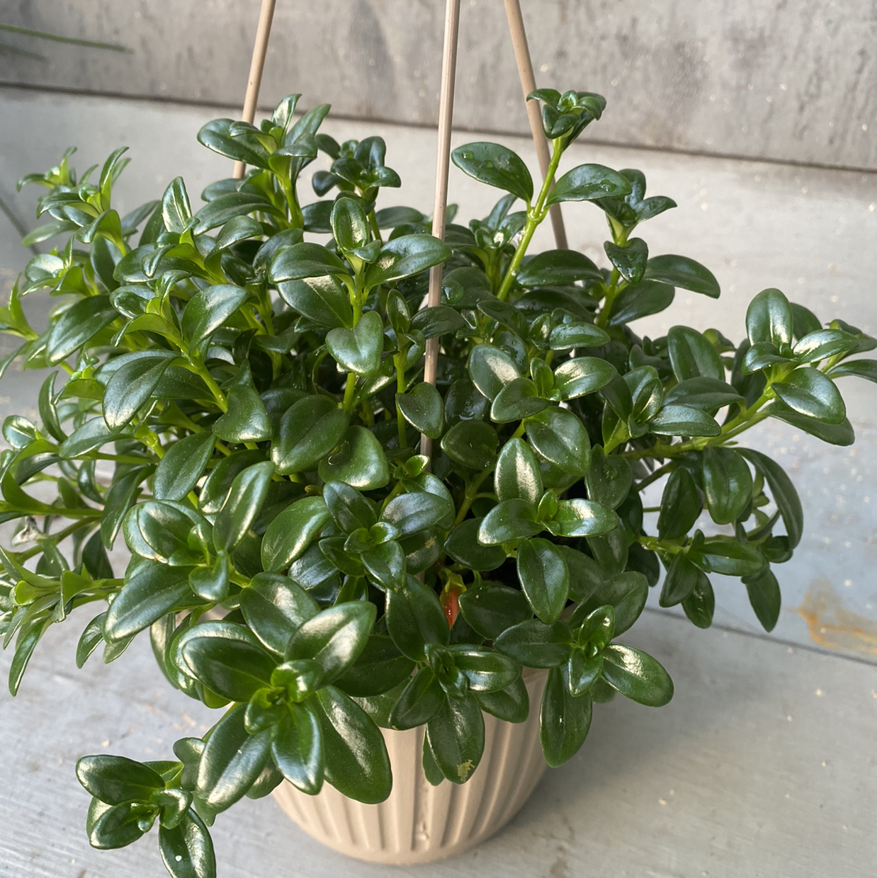 Healthy Goldfish Plant in a hanging pot with green, glossy leaves.