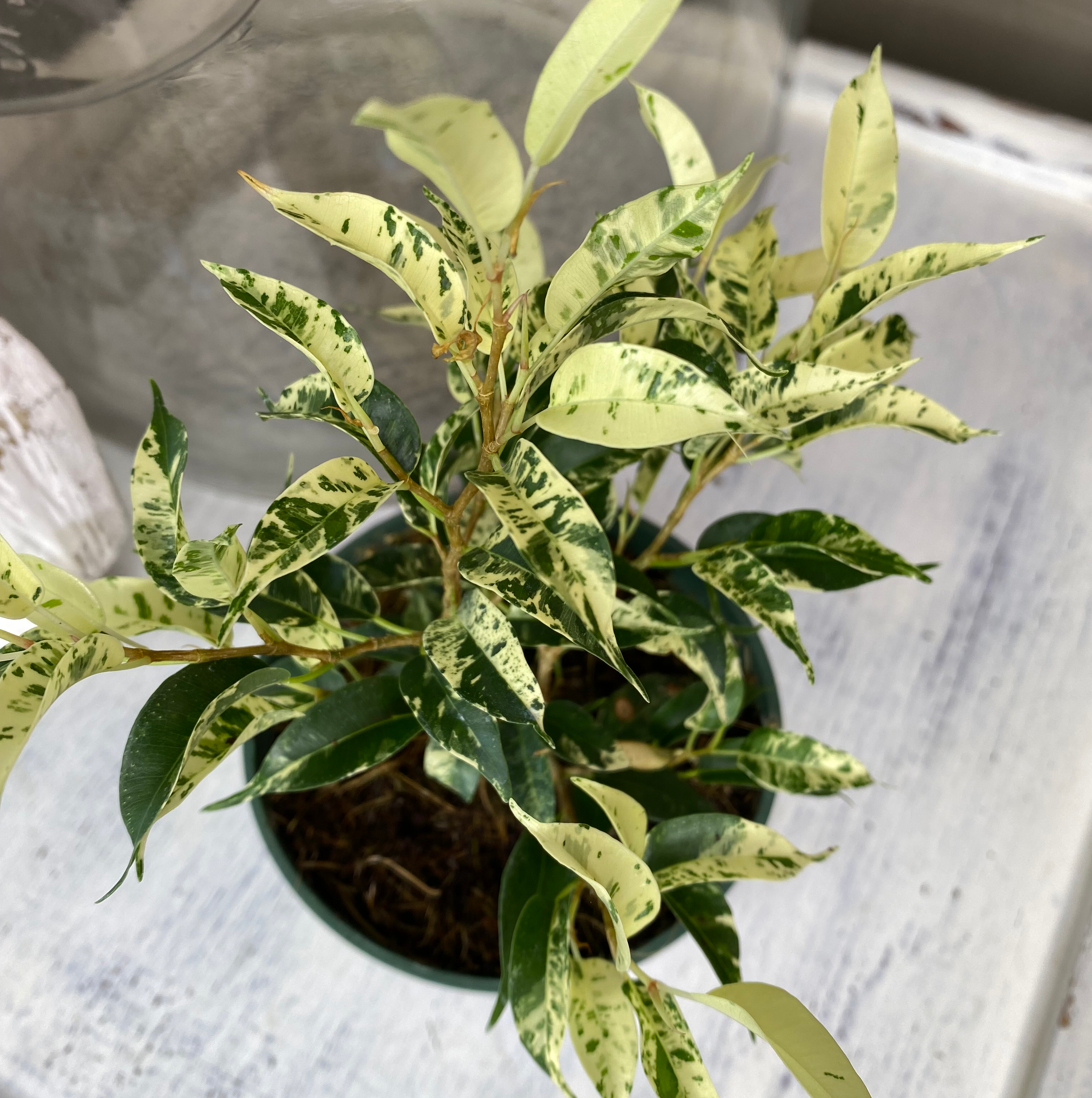 Healthy and vibrant Weeping Fig houseplant in a brown pot, with glossy green ovate leaves and drooping flexible stems.