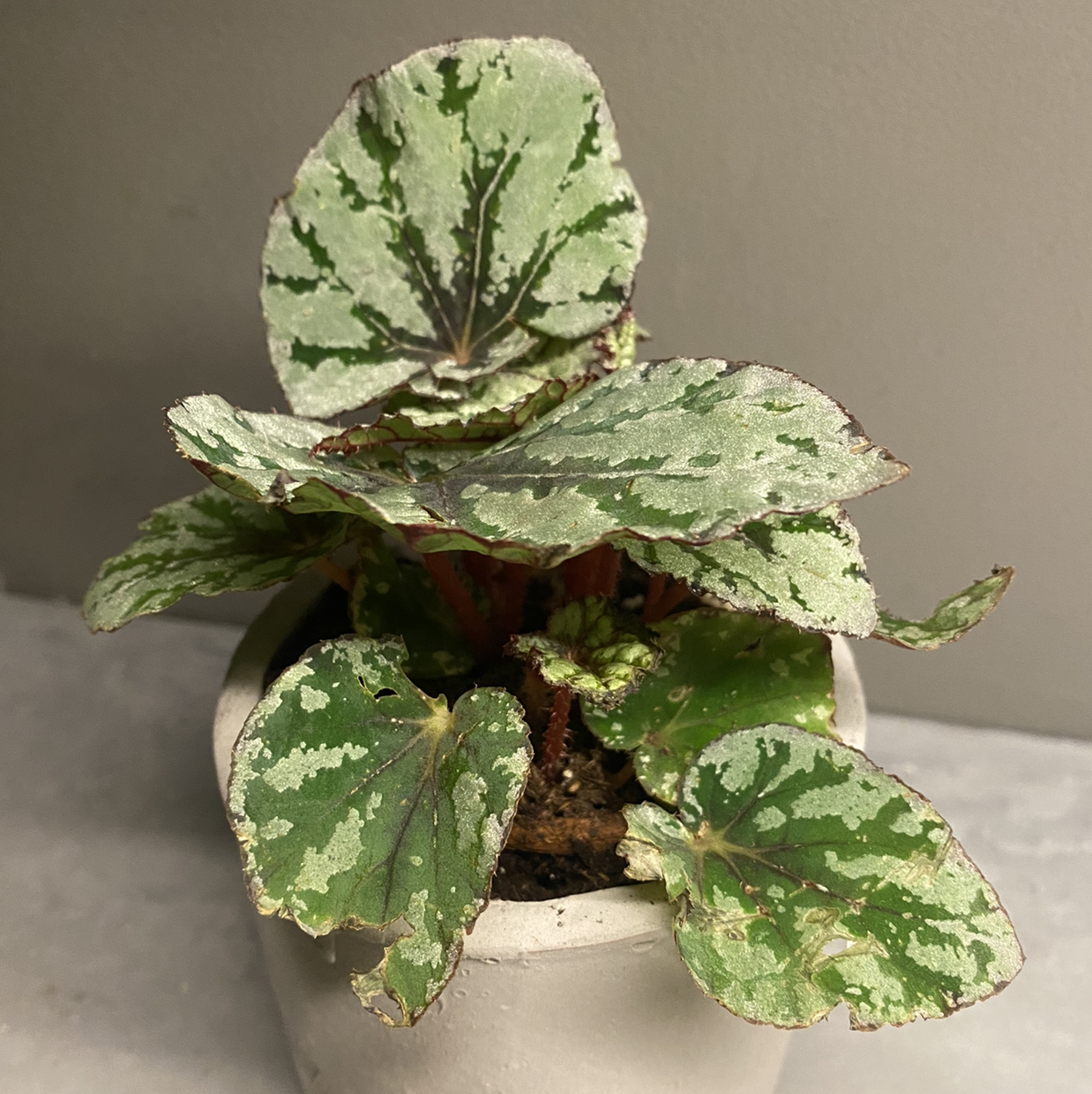 Photo of the plant species Fuzzy Begonia by @MaynellsJungle named Rex on Greg, the plant care app