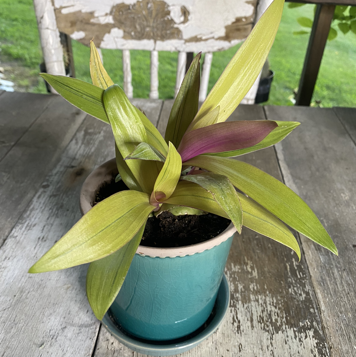 Healthy Moses-in-the-Cradle plant with vibrant green and purple striped leaves in a turquoise ceramic pot on a weathered wooden surface.