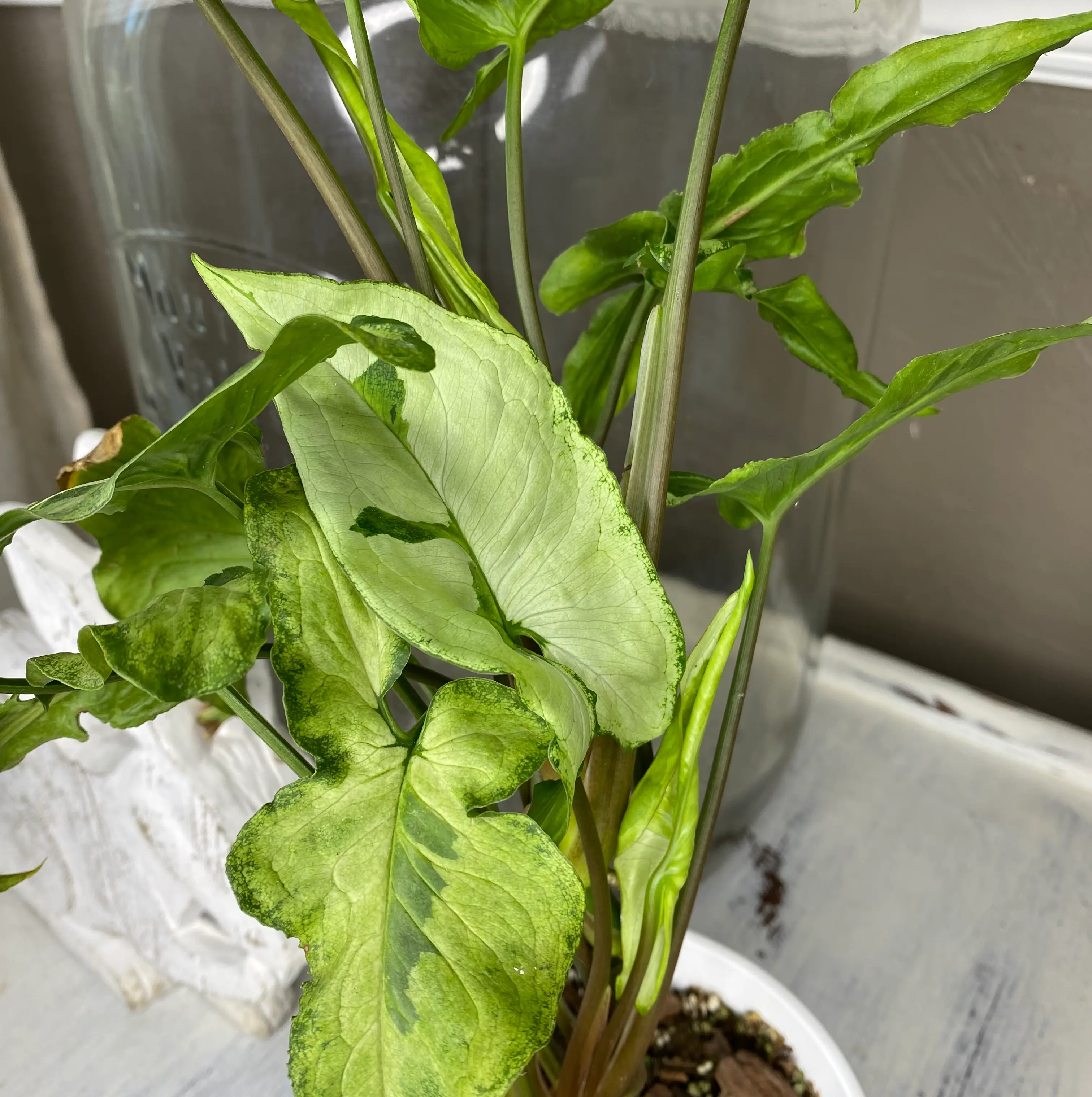 Three Kings Syngonium plant with variegated leaves, slight yellowing and browning, potted with visible soil.