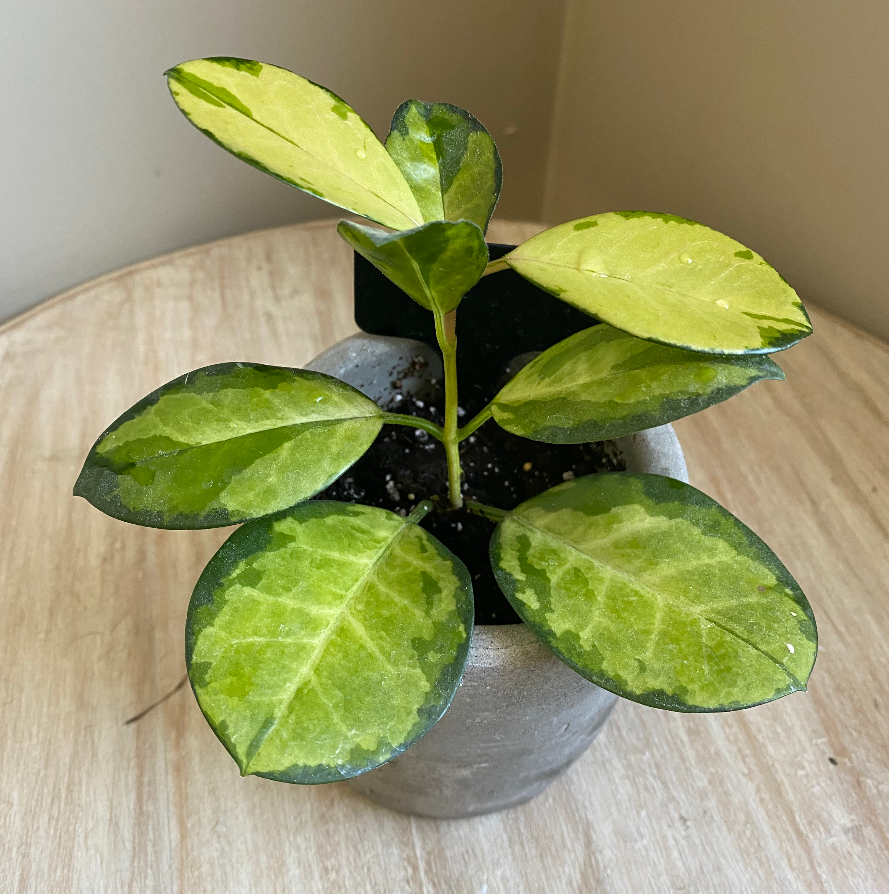 Hoya Carnosa Tricolor plant in a pot with variegated green and yellow leaves.