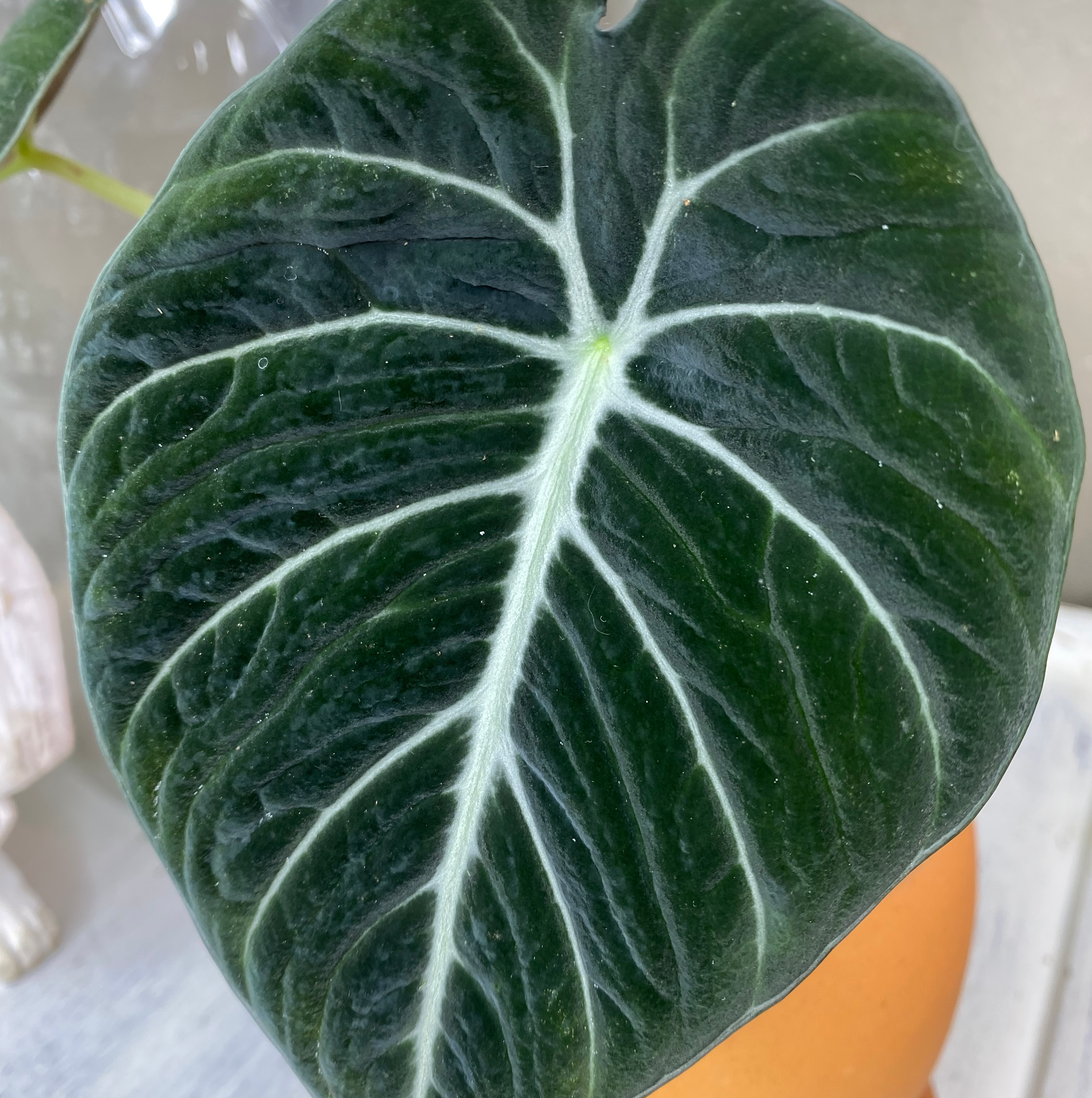 alocasia black velvet spider mites