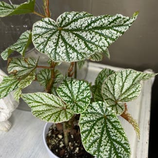 Polka Dot Begonia plant in Peebles, Ohio