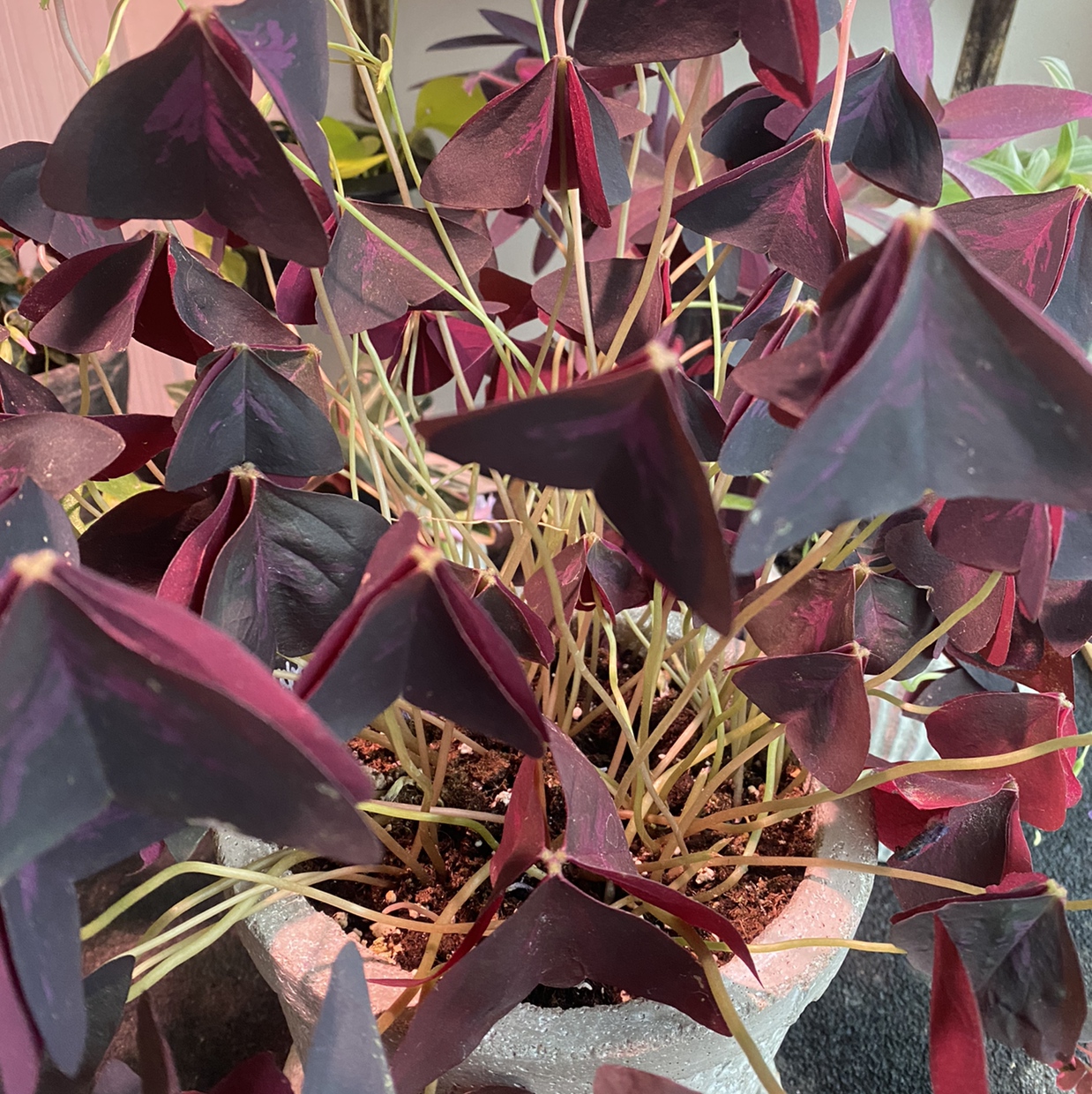 Close-up of a healthy Purple Shamrocks plant with vibrant, triangular burgundy leaves clustered together.